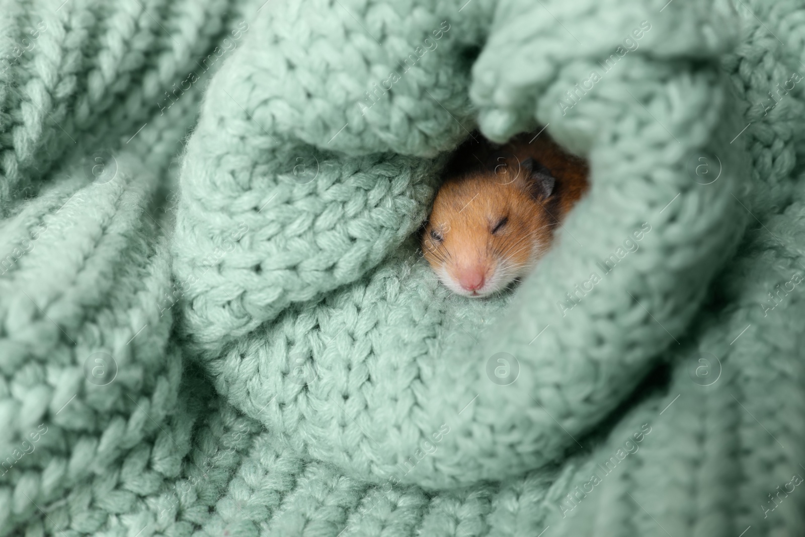 Photo of Cute little hamster in sleeve of green knitted sweater