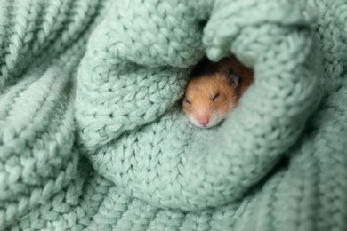 Photo of Cute little hamster in sleeve of green knitted sweater
