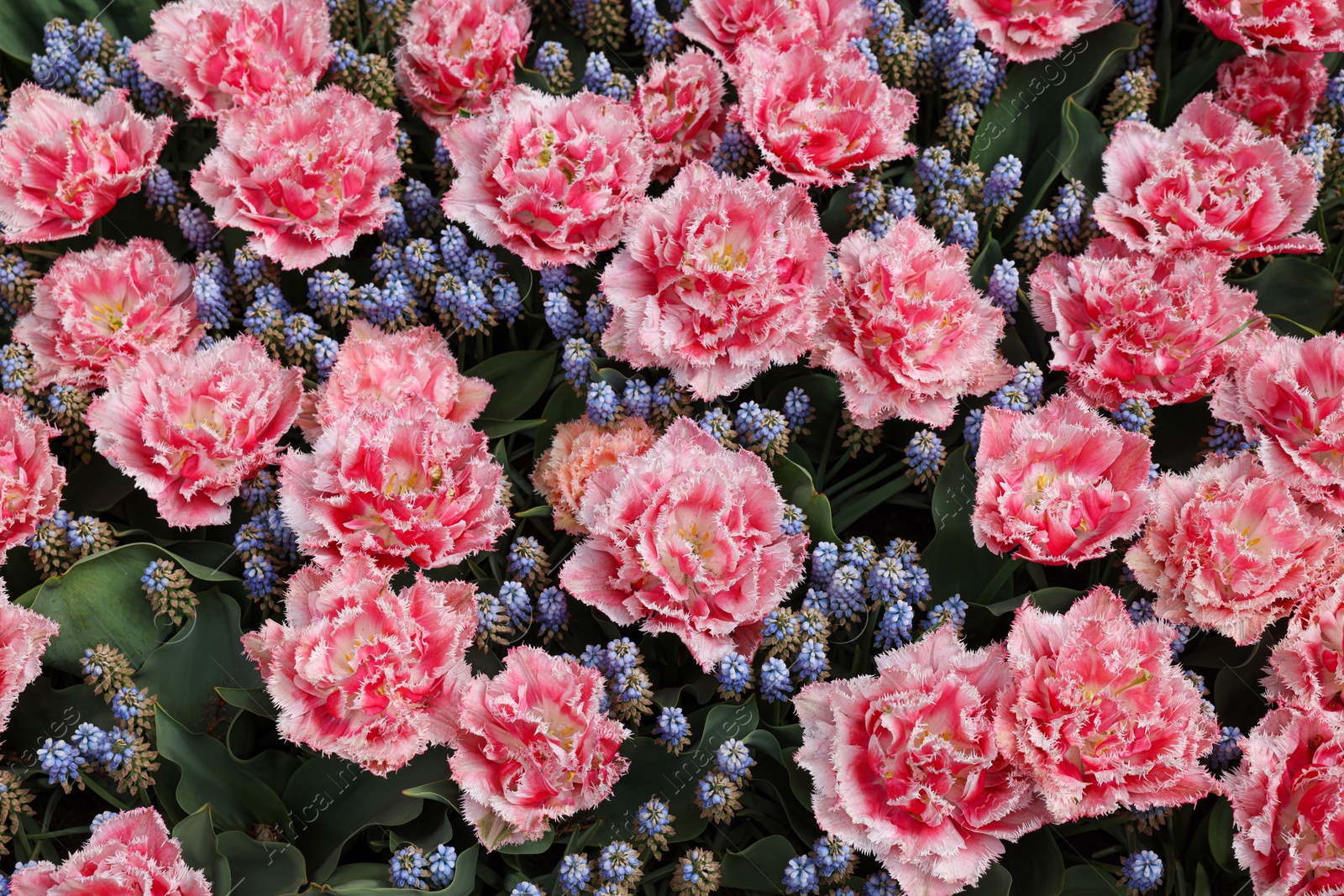 Photo of Many beautiful tulip and muscari flowers as background, above view. Spring season