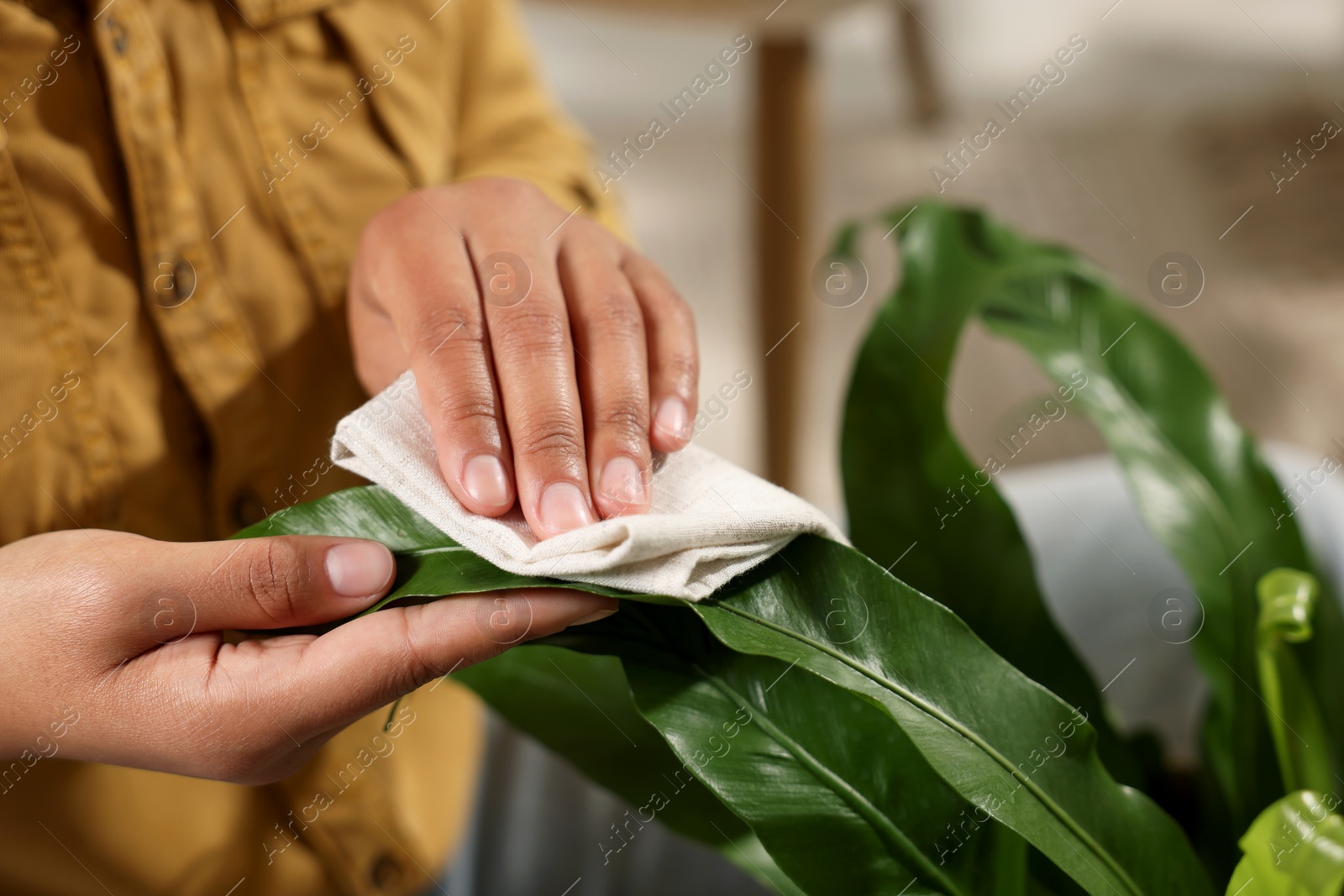 Photo of Woman wiping beautiful houseplant leaves indoors, closeup