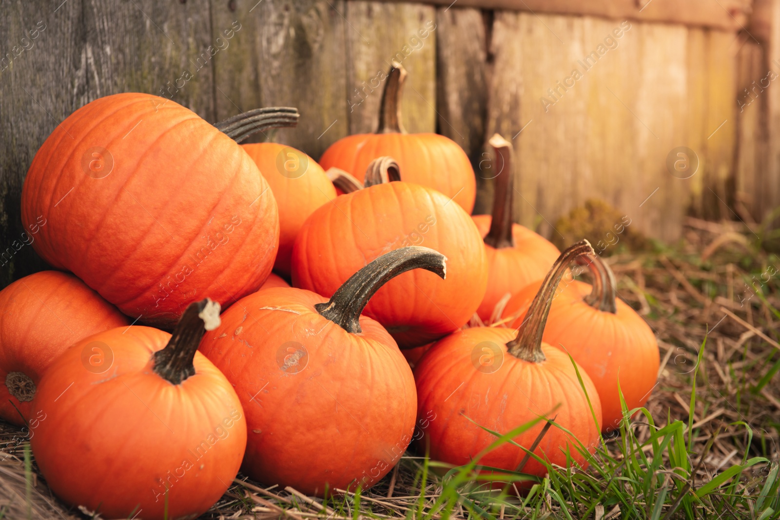 Photo of Many ripe orange pumpkins on grass near wooden fence. Space for text