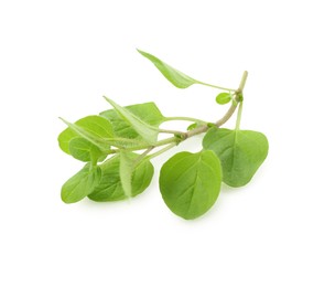 Photo of Sprig of fresh green oregano isolated on white