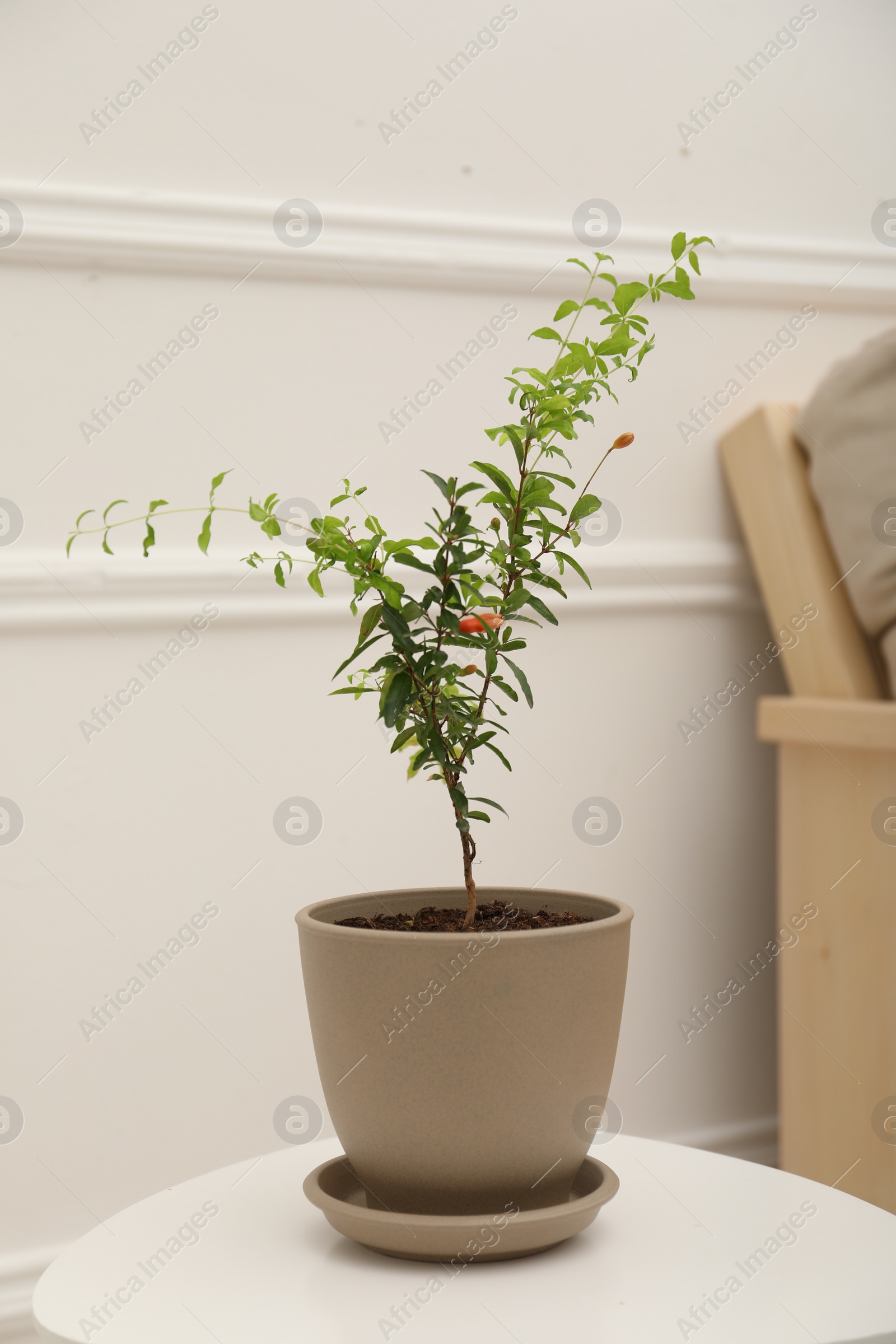 Photo of Young potted pomegranate tree on table near white wall indoors