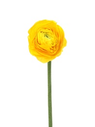 Photo of Beautiful spring ranunculus flower isolated on white