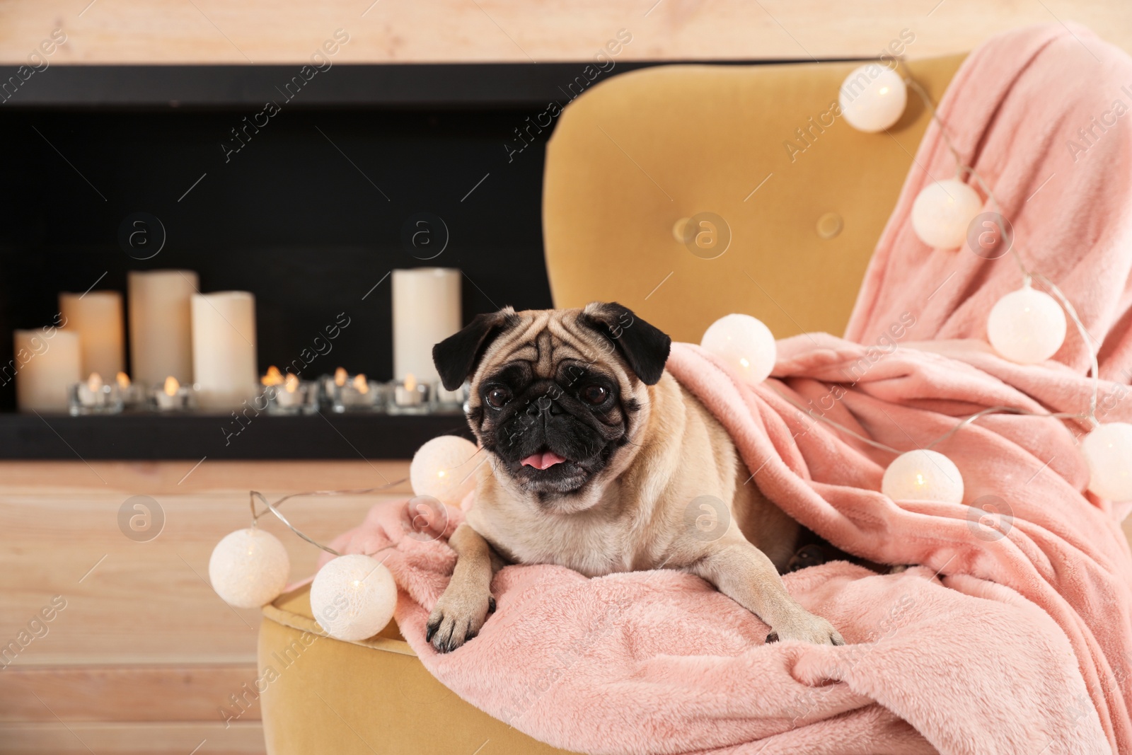 Photo of Cute pug dog with blanket and fairy lights on chair at home. Cozy winter