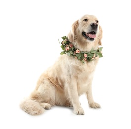 Photo of Adorable golden Retriever wearing wreath made of beautiful flowers on white background