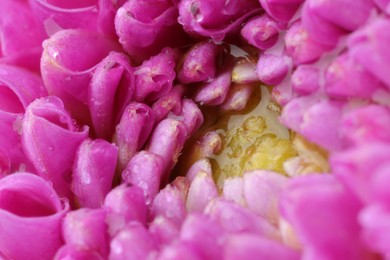 Beautiful Dahlia flower with water drops as background, macro