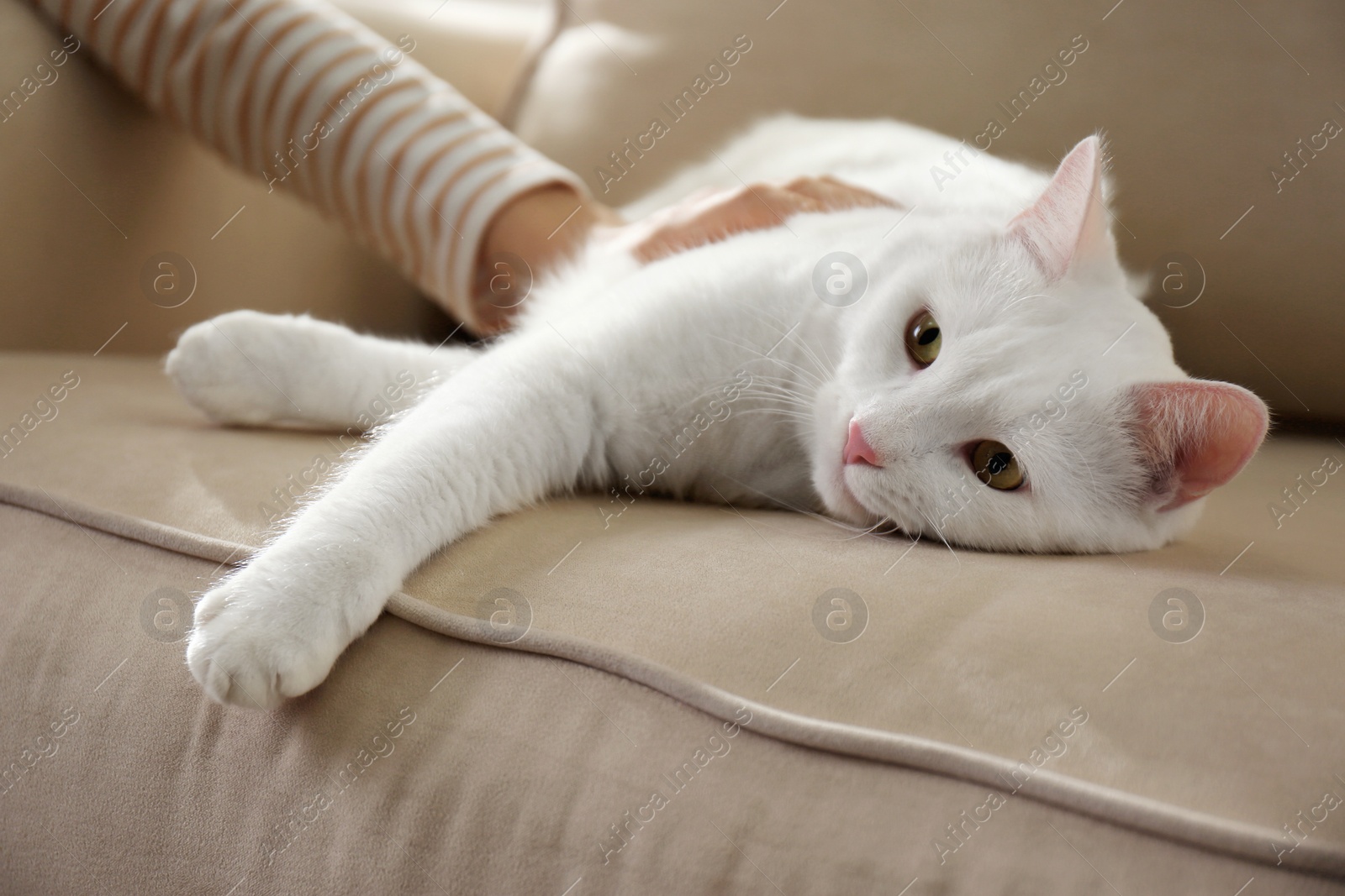 Photo of Young woman with her beautiful white cat at home, closeup. Fluffy pet