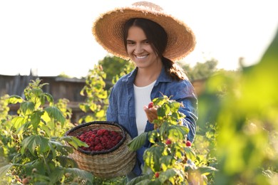 Photo of Happy woman with wicker basket picking ripe raspberries from bush outdoors