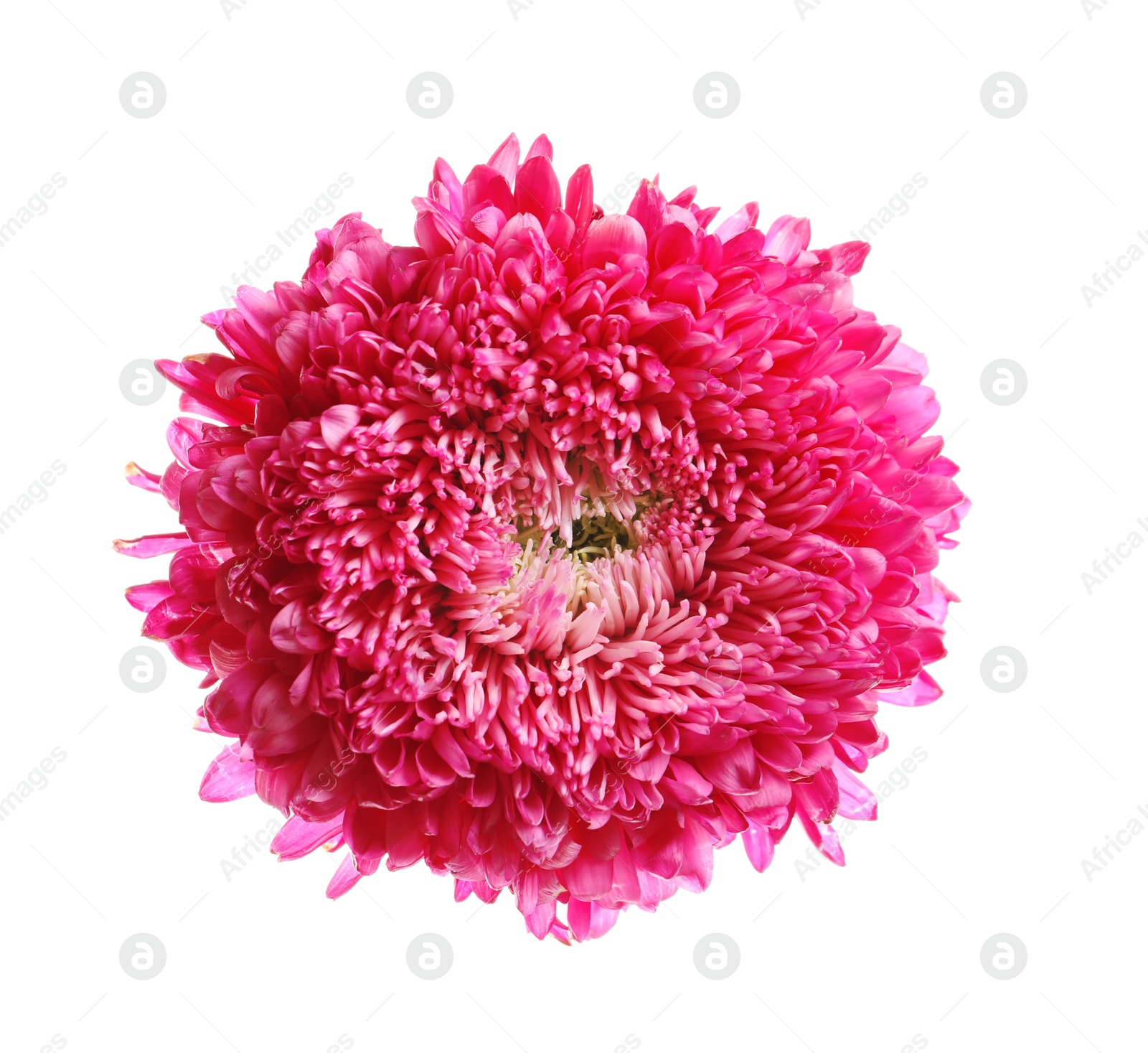 Photo of Beautiful bright aster flower on white background, top view