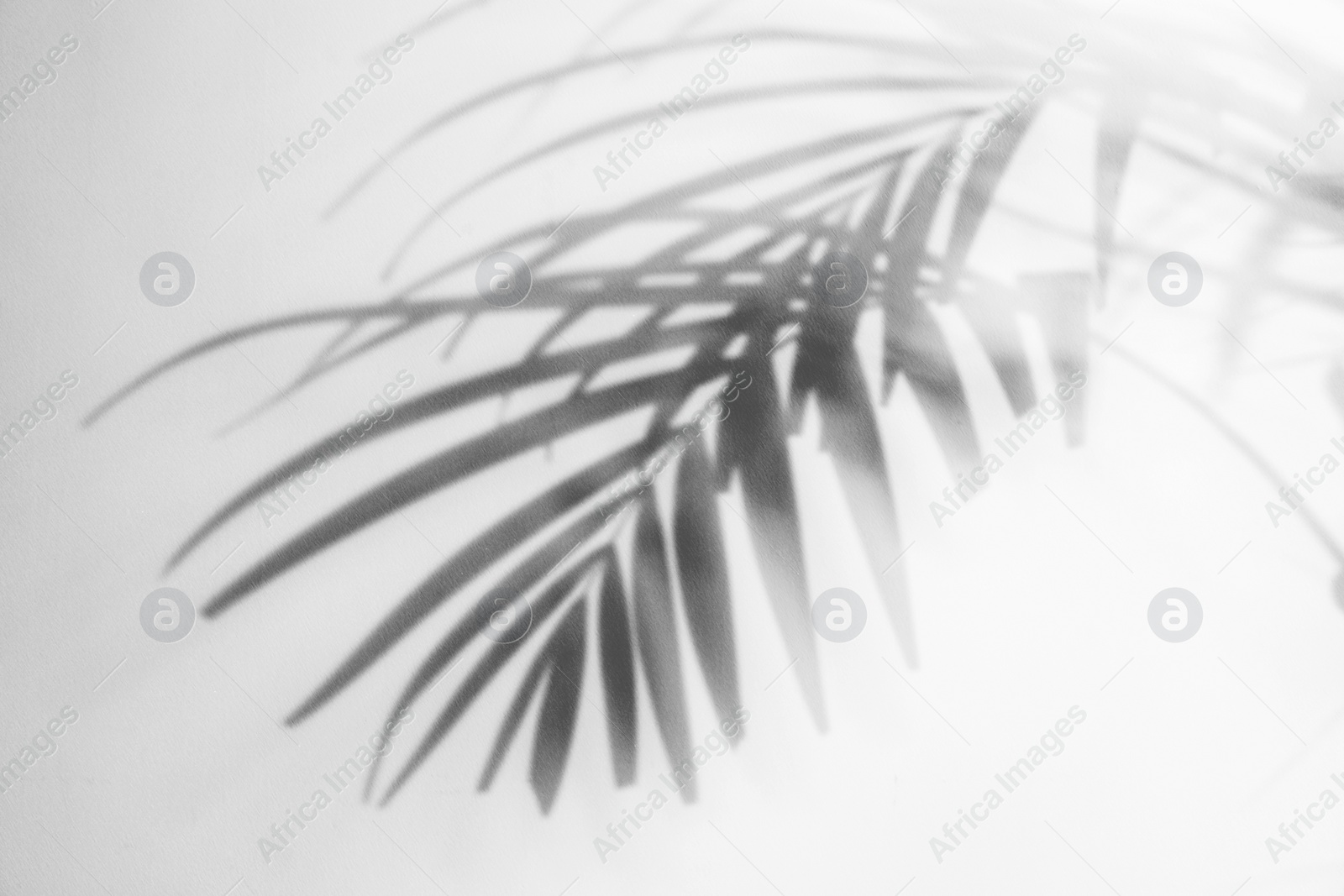 Shadow of tropical plant branches on light background Photo of Shadow of tropical plant branches on light background