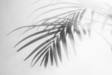 Photo of Shadow of tropical plant branches on light background