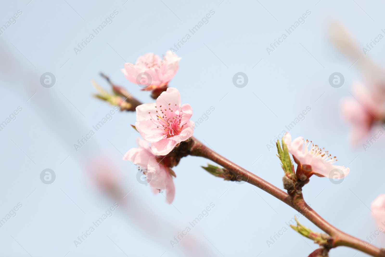 Photo of Closeup view of blossoming tree outdoors on spring day