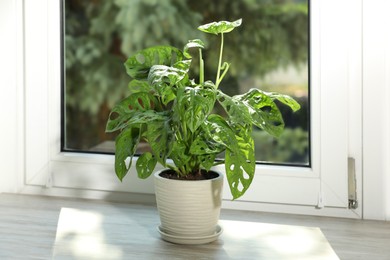 Photo of Beautiful monstera in pot on wooden window sill