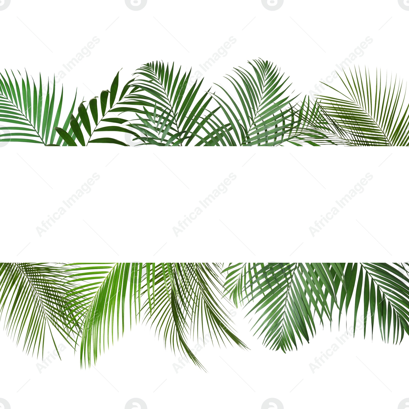 Image of Frame made of beautiful lush tropical leaves on white background, top view. Space for text