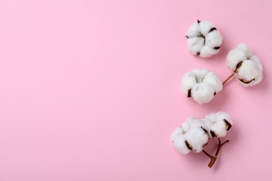 Flat lay composition with cotton flowers on pink background. Space for text