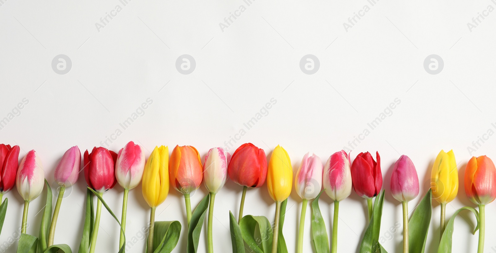 Photo of Beautiful spring tulips on white background, top view