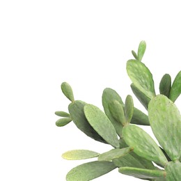 Image of Beautiful big green cactus on white background