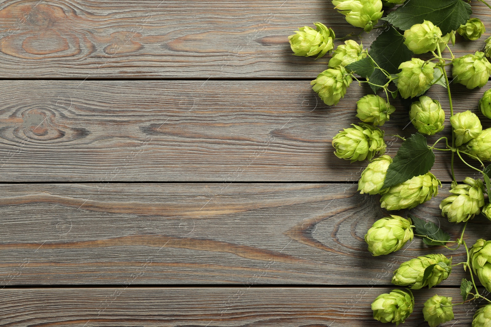 Photo of Branch of fresh green hops on wooden table, top view. Space for text