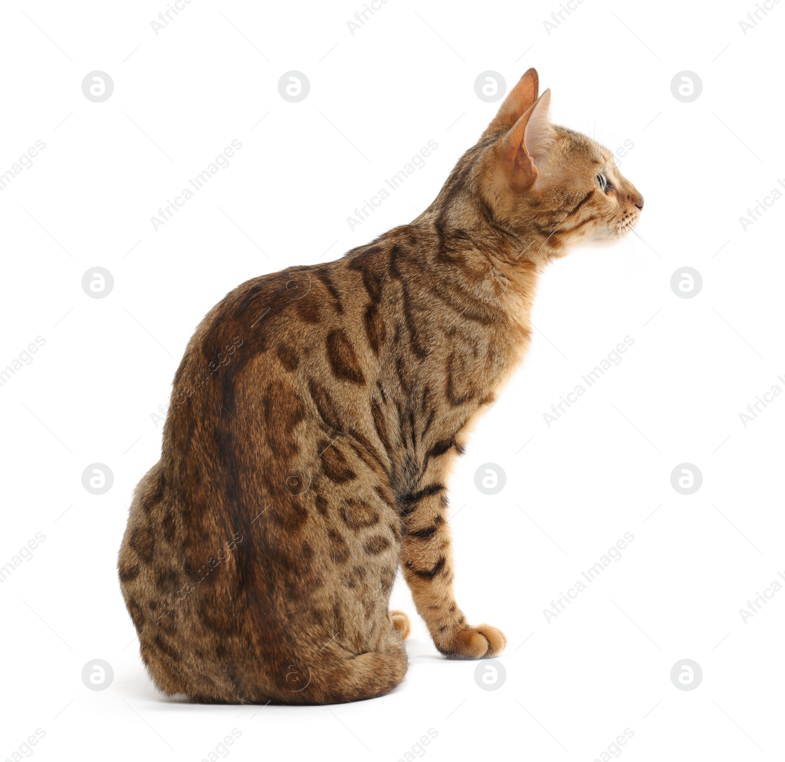 Photo of Cute Bengal cat on white background. Adorable pet