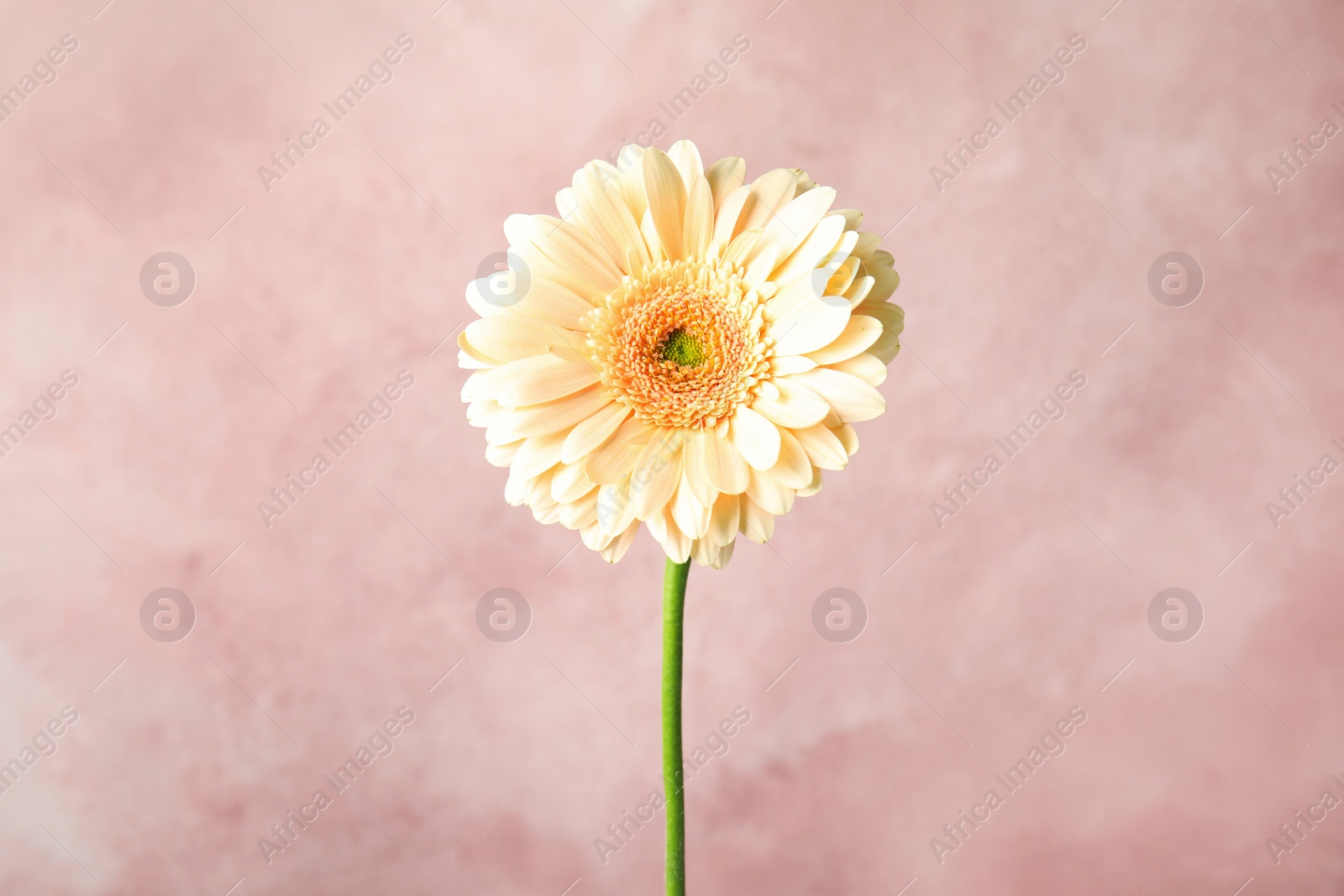 Photo of Beautiful bright gerbera flower on color background