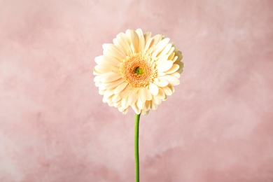 Beautiful bright gerbera flower on color background