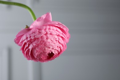 Photo of Stylish ikebana as house decor. Beautiful fresh ranunculus flower on blurred background, closeup and space for text