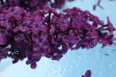 Beautiful wet lilac flowers on light blue glass surface, closeup