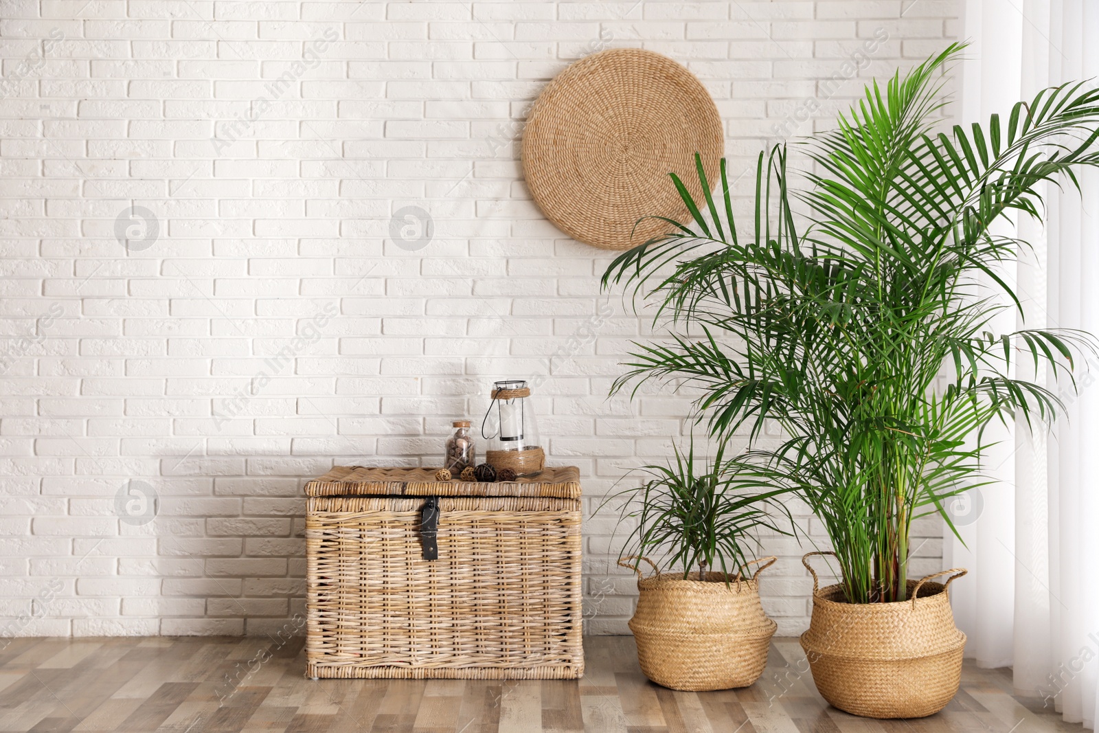 Photo of Beautiful green potted plants in stylish room interior. Space for text