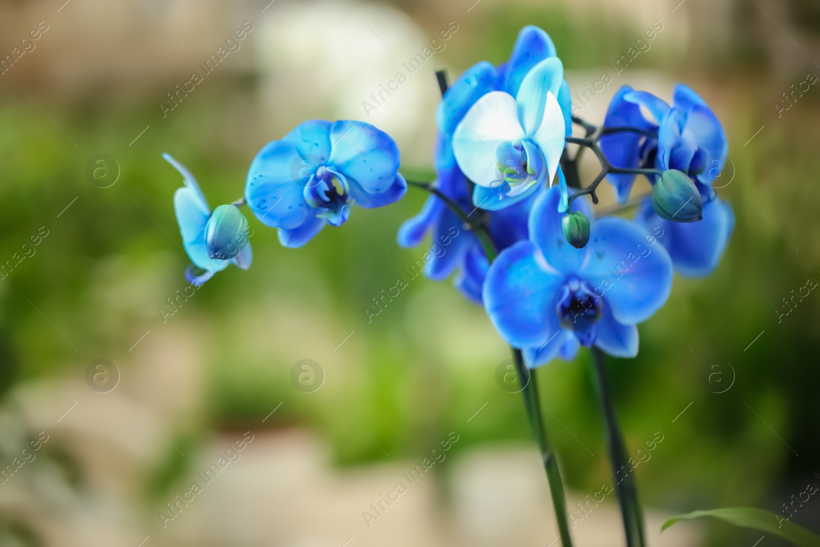 Photo of Beautiful blue orchid flowers on blurred background. Tropical plant