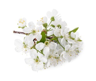 Spring branch with beautiful blossoms and leaves isolated on white