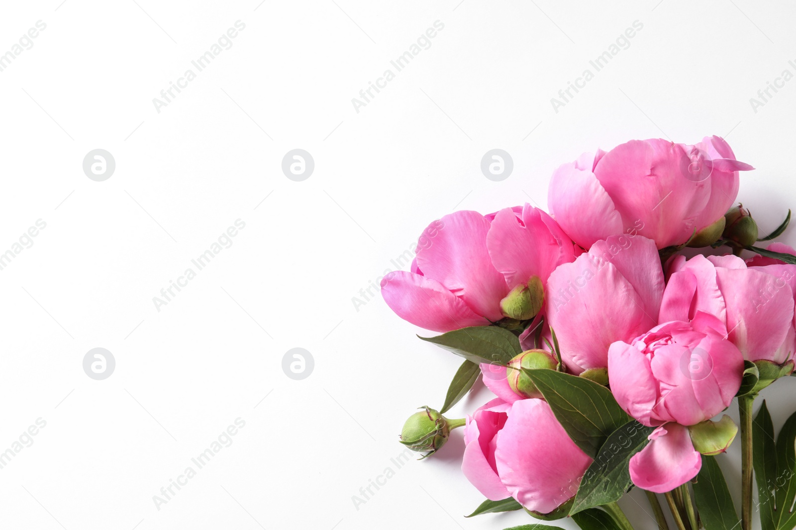 Photo of Fragrant peonies on white background, top view. Beautiful spring flowers