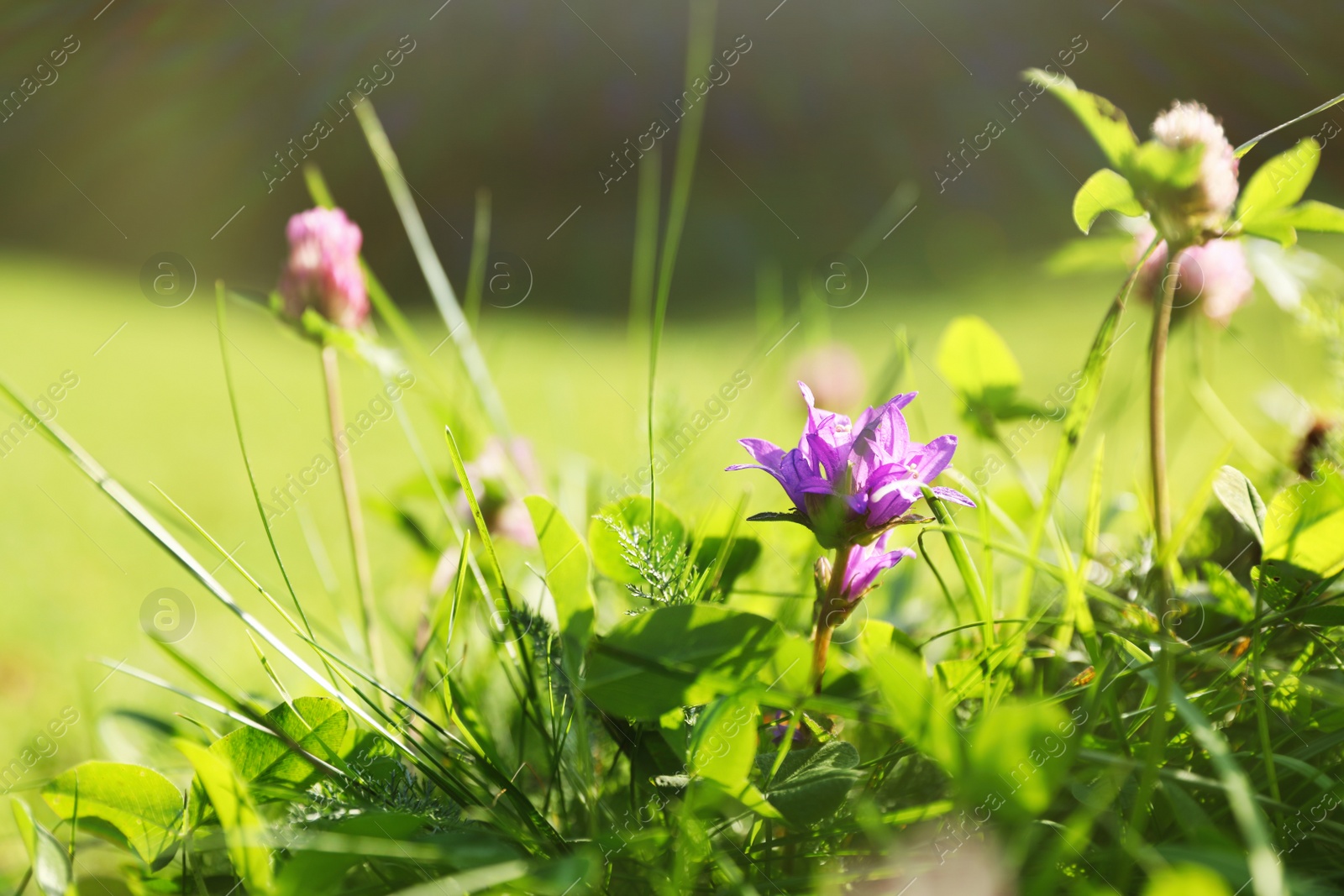 Photo of Beautiful flowers growing on green meadow in summer