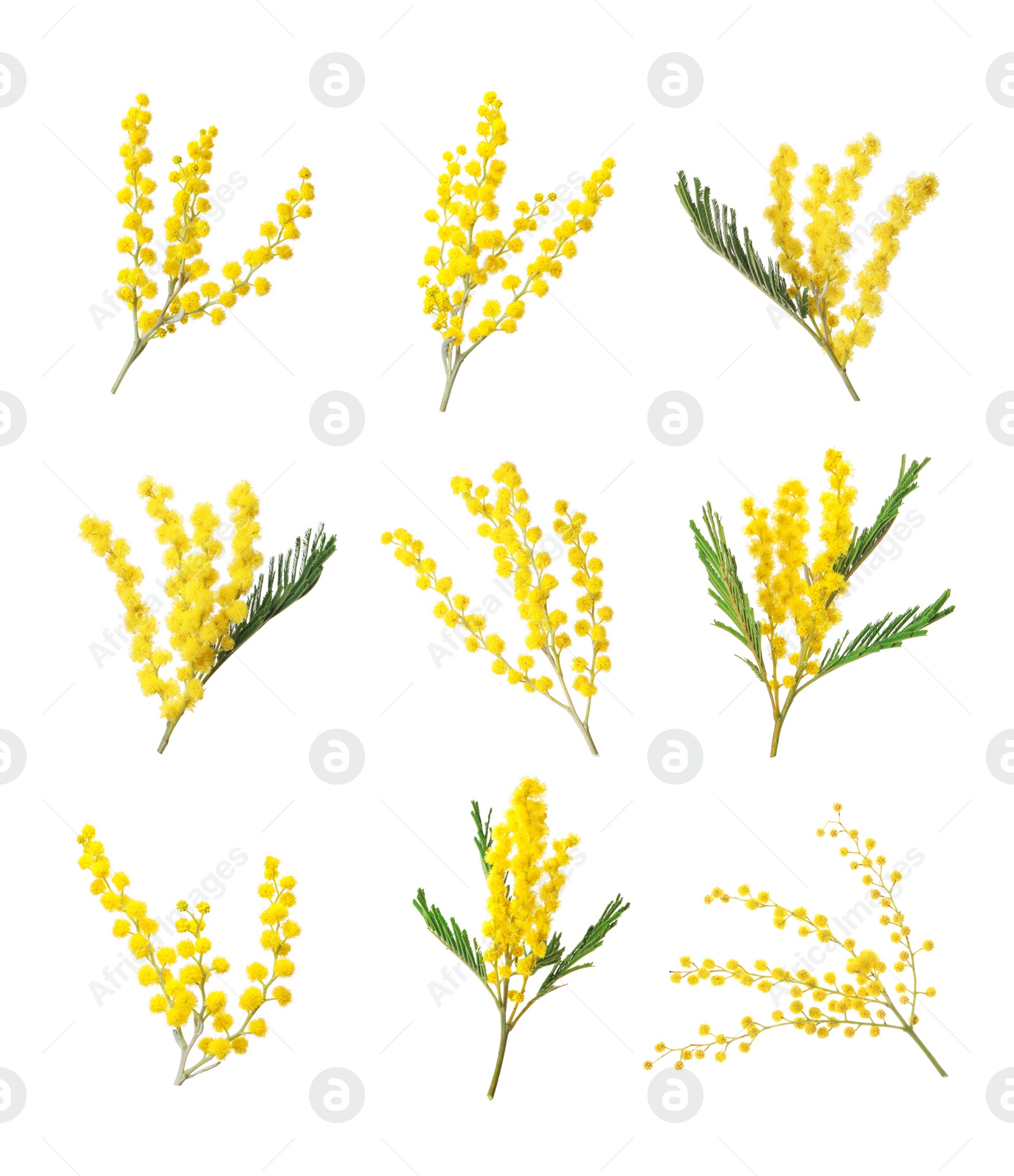 Image of Set with bright yellow mimosa flowers on white background