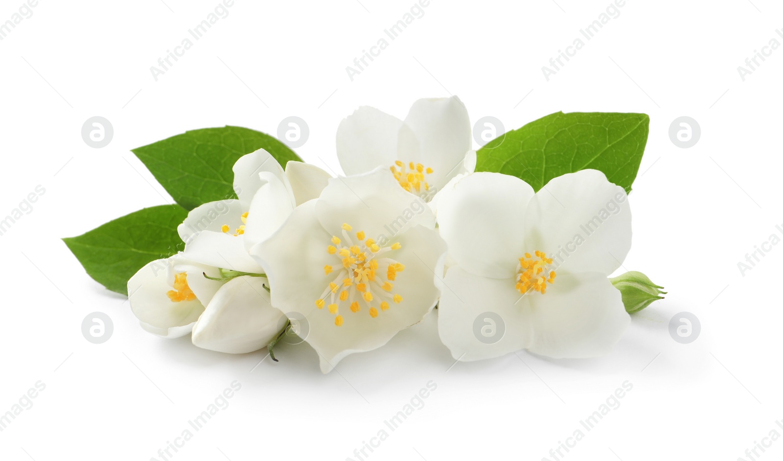 Photo of Beautiful flowers of jasmine plant with leaves on white background