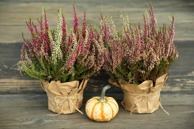 Photo of Beautiful heather flowers in pots and pumpkin on wooden surface outdoors