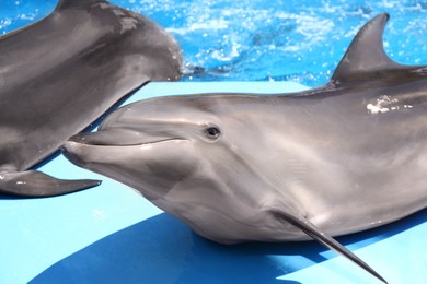 Photo of Cute grey dolphins at poolside on sunny day, closeup