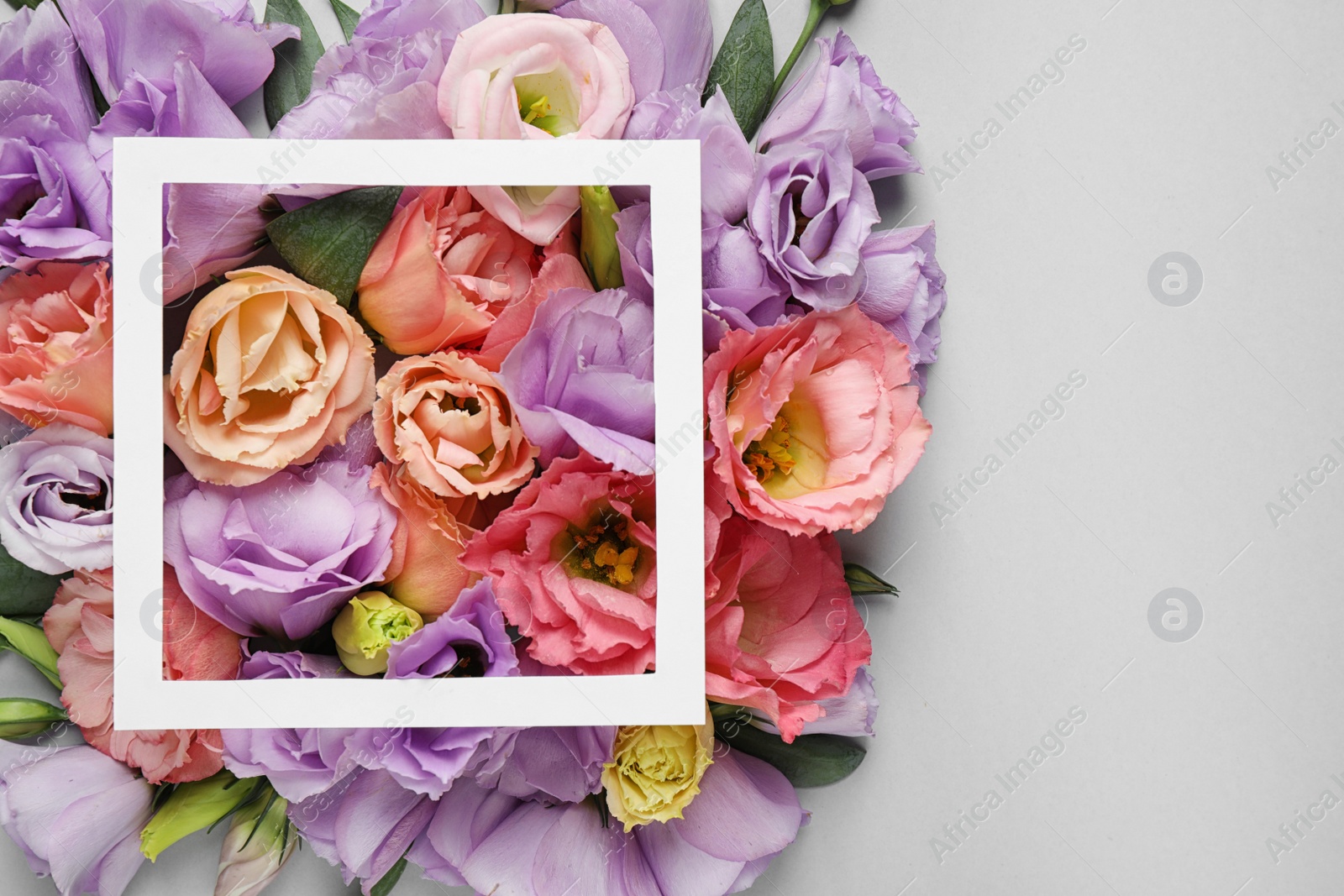 Photo of Flat lay composition with beautiful Eustoma flowers on grey background