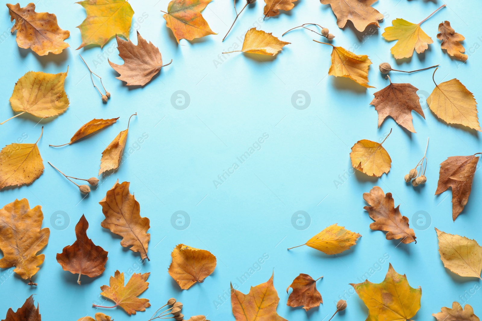 Photo of Flat lay composition with autumn leaves on light blue background. Space for text