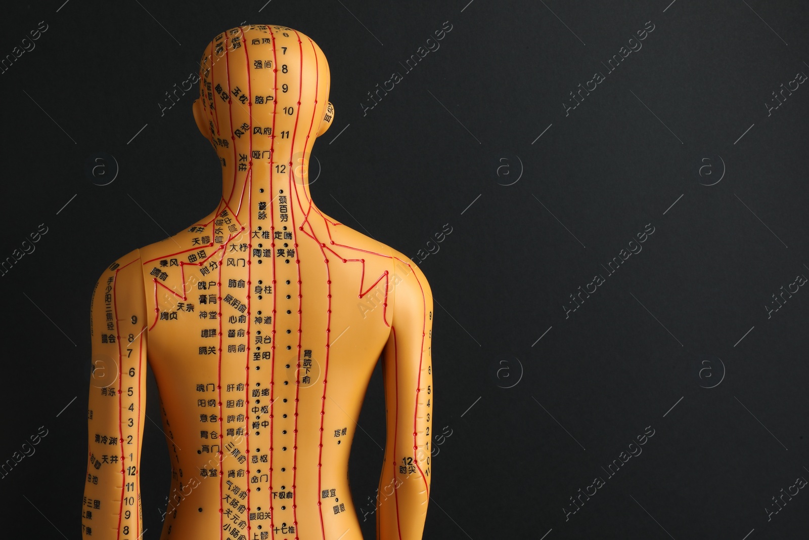 Photo of Acupuncture model. Mannequin with dots and lines on black background, back view. Space for text