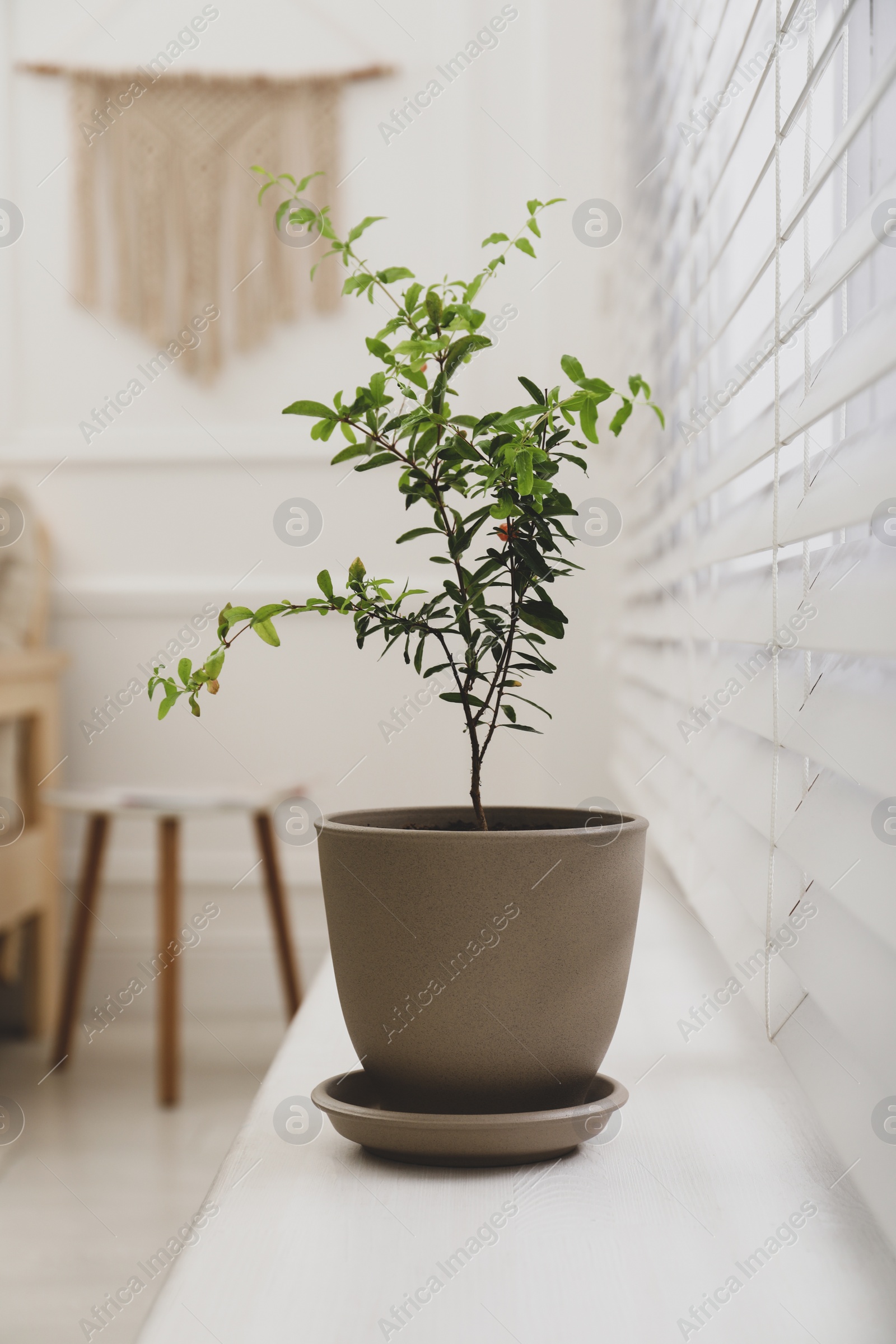 Photo of Young potted pomegranate tree on window sill indoors