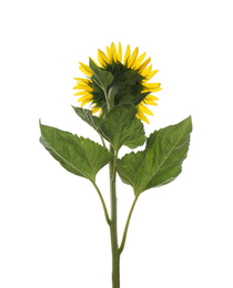 Beautiful bright blooming sunflower isolated on white