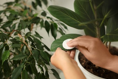 Photo of Woman wiping beautiful houseplant leaves, closeup view