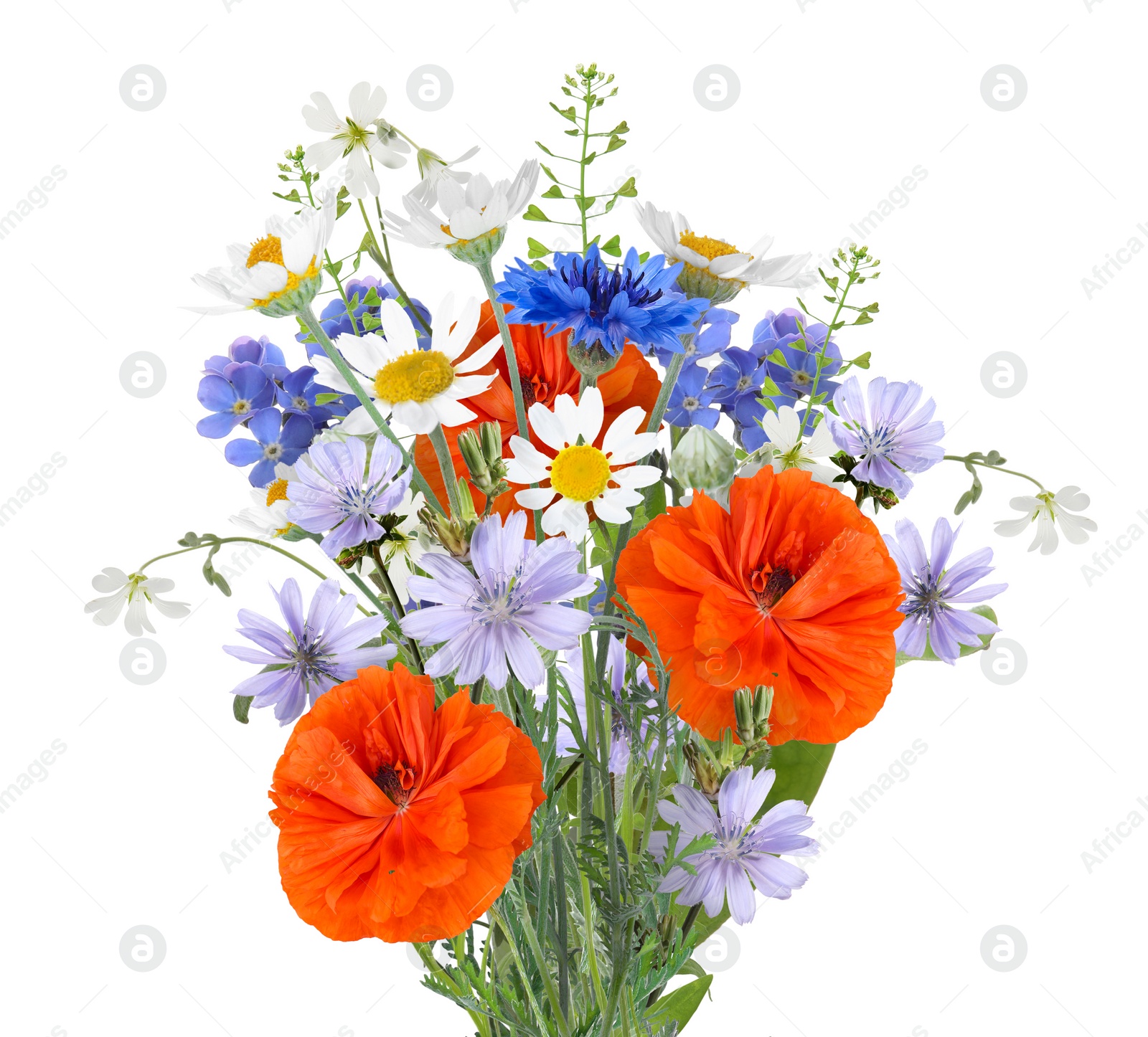 Image of Bouquet of beautiful meadow flowers isolated on white