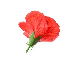 Beautiful red hibiscus flower isolated on white