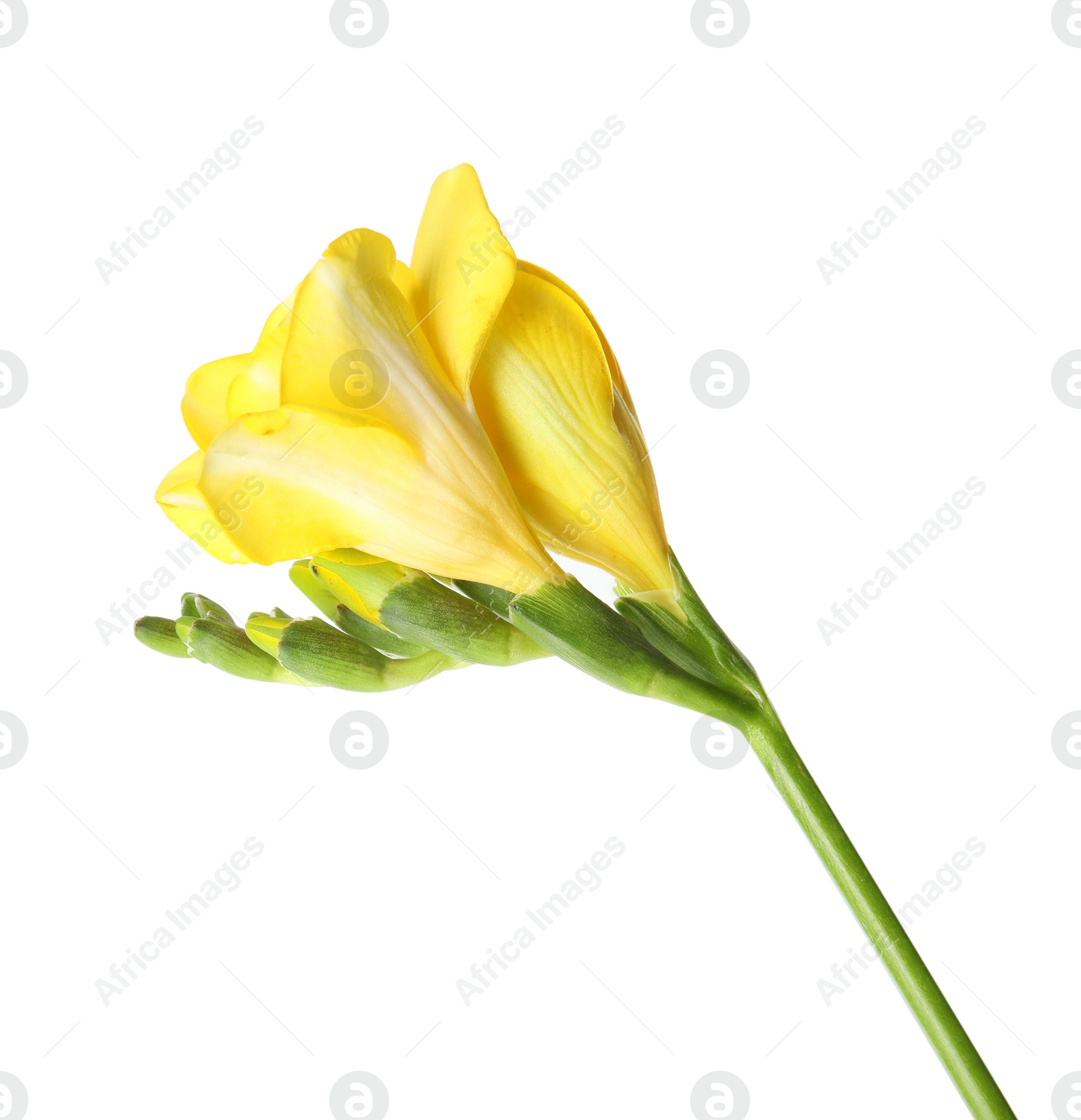 Photo of Beautiful freesia with fragrant flowers on white background