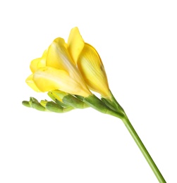 Beautiful freesia with fragrant flowers on white background