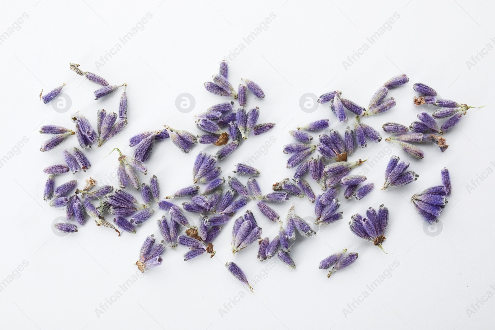 Photo of Beautiful blooming lavender flowers on white background