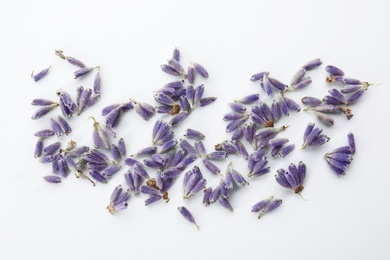 Beautiful blooming lavender flowers on white background