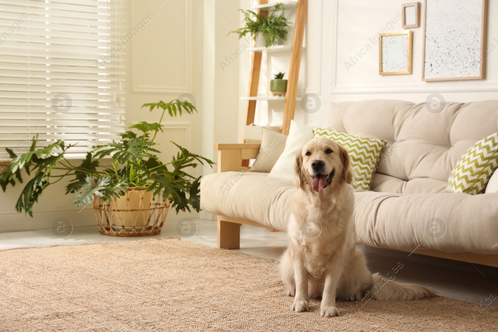 Photo of Adorable Golden Retriever dog in living room